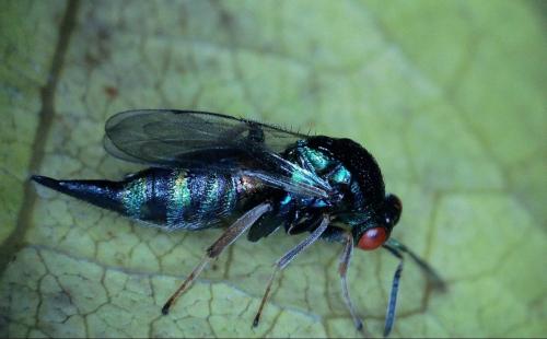 Réf. 348 931 : Ormyrus nitidulus